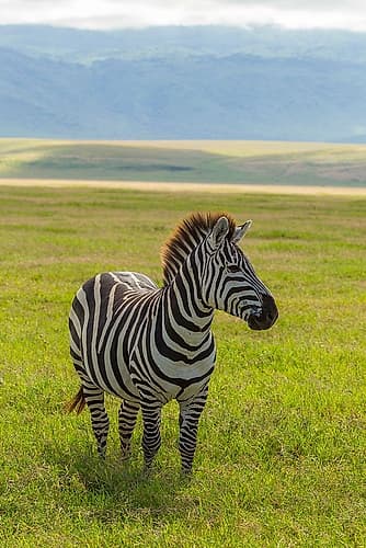Africa-Tanzania-Ngorongoro Crater Plains zebra in field Art Print